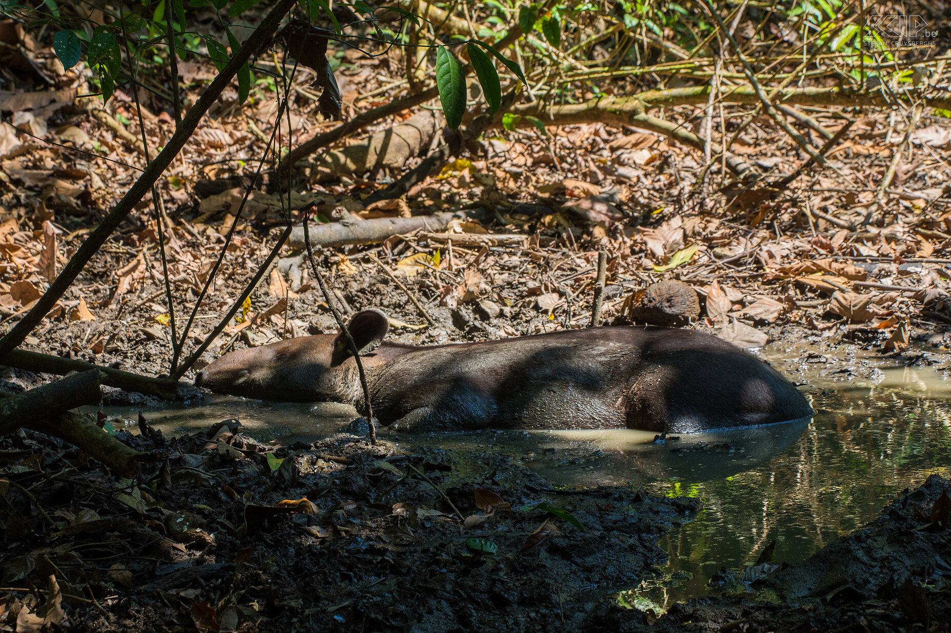 Corcovado - Bairds tapir De Midden-Amerikaanse of Bairds tapir (tapirus bairdii) is de grootste van de vier Latijns-Amerikaanse soorten van tapirs en het is het grootste inheemse landzoogdier in Midden-en Zuid-Amerika. Bairds tapir is vernoemd naar de Amerikaanse bioloog Spencer Fullerton Baird, die naar Mexico reisde en deze dieren in 1843 'ontdekte'. De Bairds tapir is voornamelijk een nachtdier, het leidt een solitair leven en heeft bijna geen natuurlijke vijanden. Het eet vooral bladeren en afgevallen fruit en meestal blijft het dichtbij water om te kunnen zwemmen en waden. Deze tapir is met uitsterven bedreigd. We waren alvast opgewonden toen we er een vonden tijdens onze jungle wandeling in Corcovado nationaal park in het zuiden van Costa Rica.<br />
 Stefan Cruysberghs